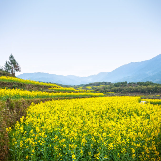 婺源原野油菜花