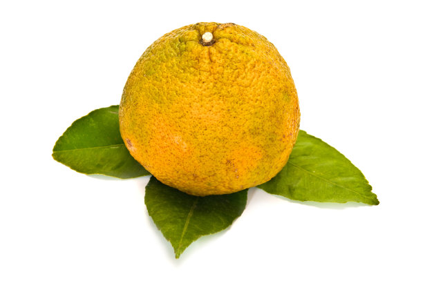 牙买加丑橘