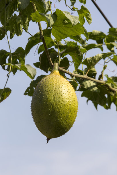 蜜饯菠萝蜜