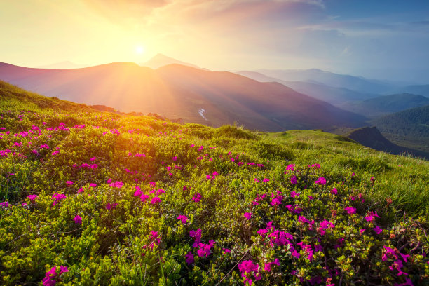 杜鹃花属