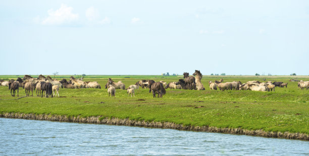 夏季湿地河流中的马