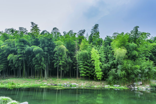 茂密竹林