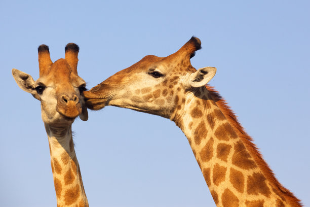 长颈鹿的亲吻