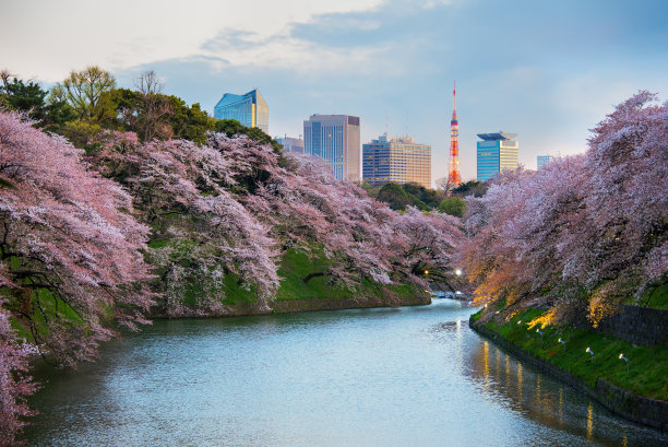 东京樱花