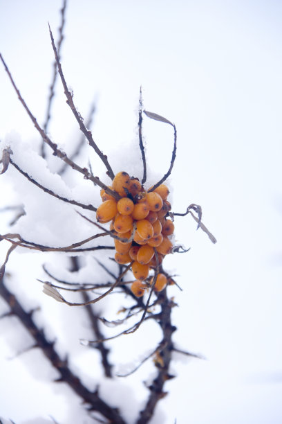 白雪黄叶图