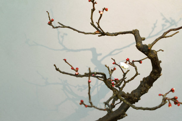 冬天的红色梅花枝