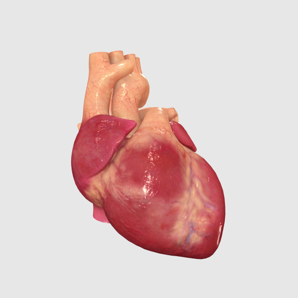 人类心脏