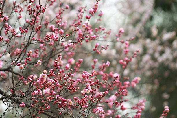 冬天的红色梅花枝