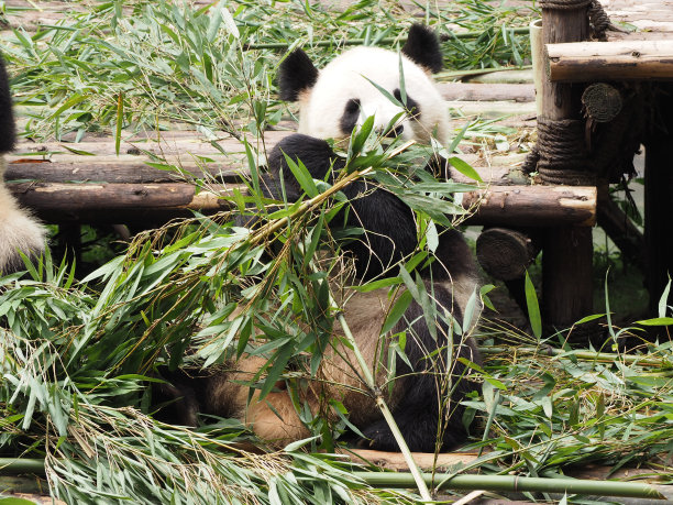 大熊猫,援救,水平画幅