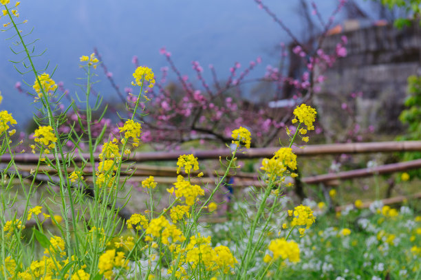 油菜花节节高