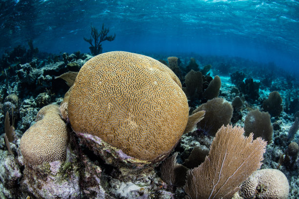 深的深海生物