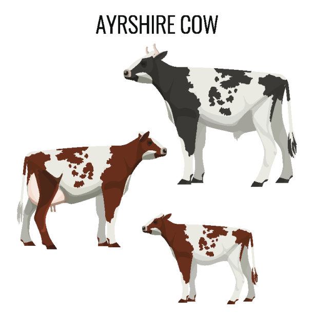 苏格兰西部奶牛