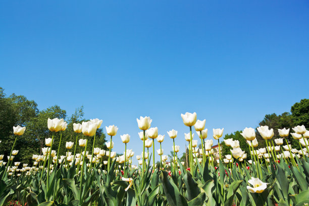 兰色底小白花