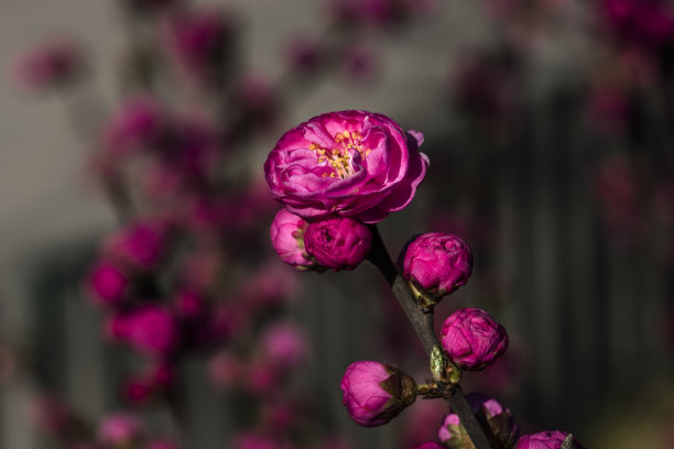 桃子图案花纹壁纸背景