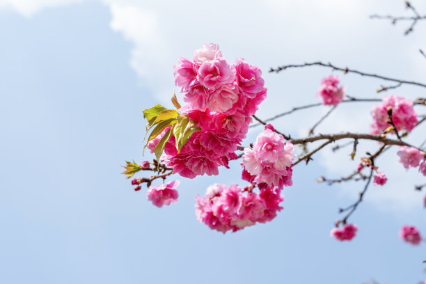 大理樱花