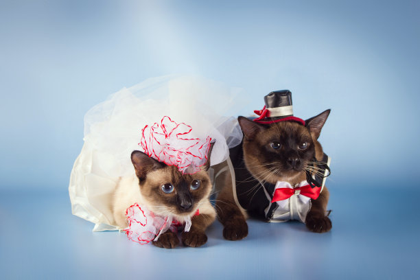 婚礼小猫
