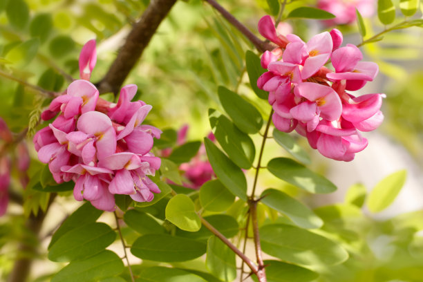 高清槐树花