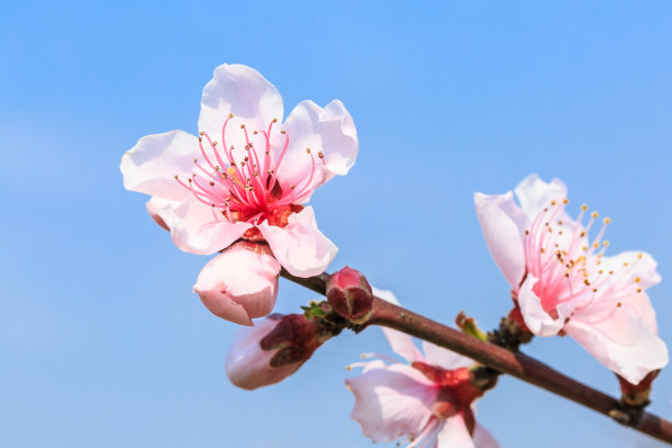 桃子图案花纹壁纸背景