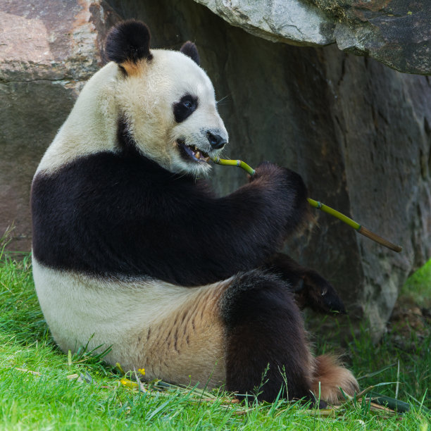 胖熊猫
