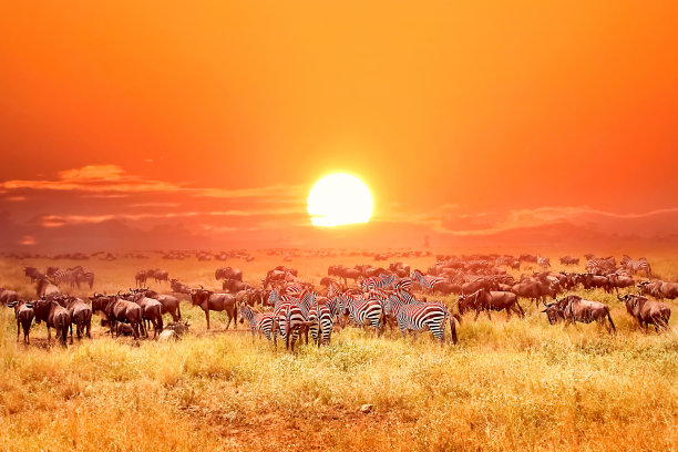 非洲牛羚