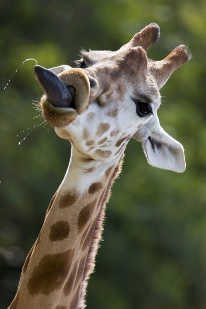 长颈鹿伸舌头