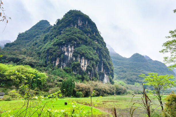 长满青草的山坡