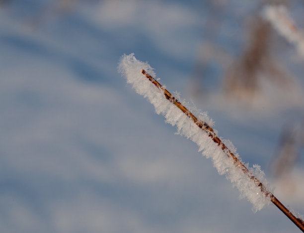 红果和白雪