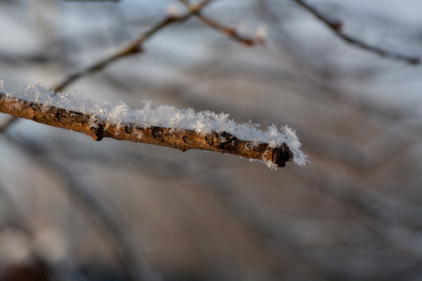 红果和白雪