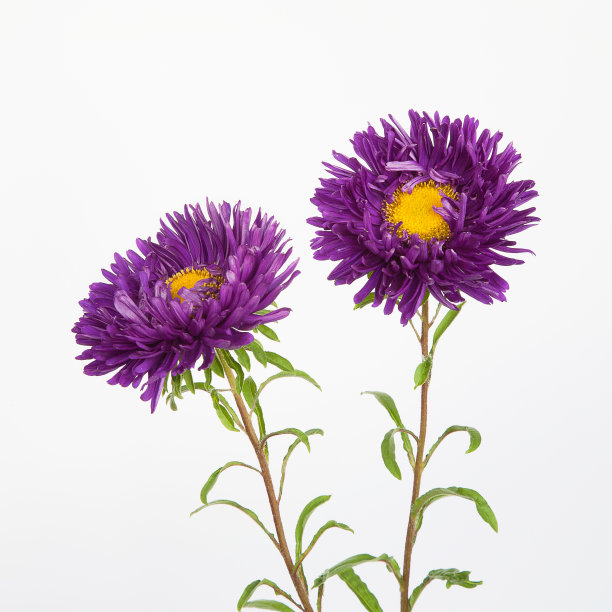 紫色菊花花丛