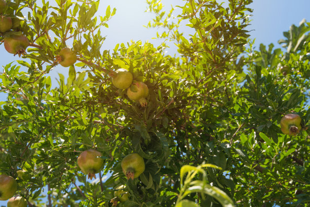 颜色夏季石榴树