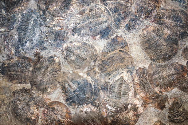 奥陶纪化石