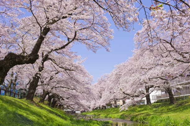 樱花蓝天