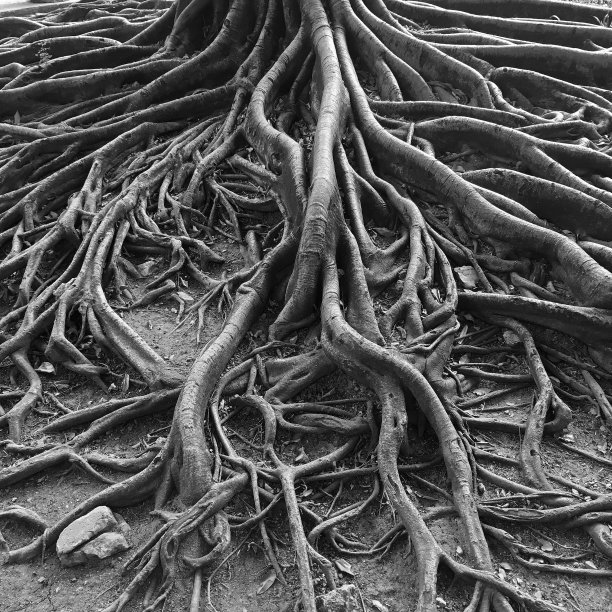 树根缠绕