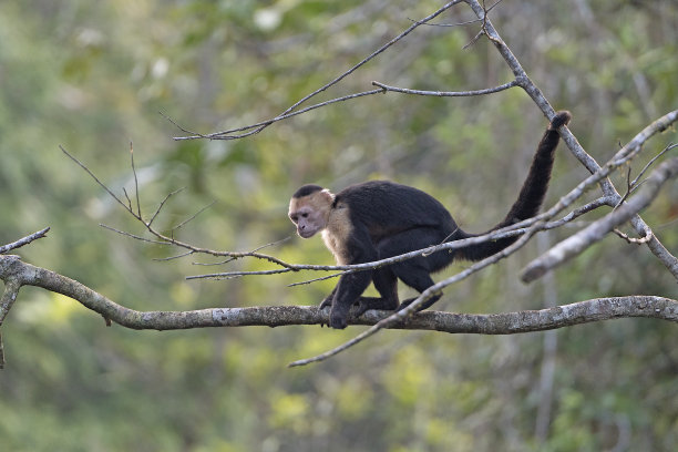 白喉卷尾猴