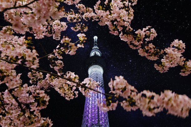 东京樱花