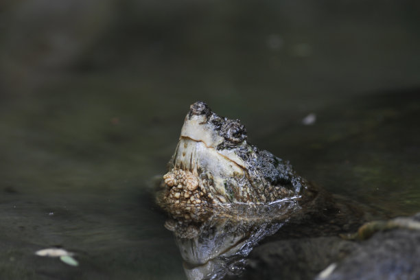 水中甲鱼