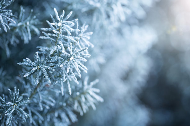 积雪的树枝