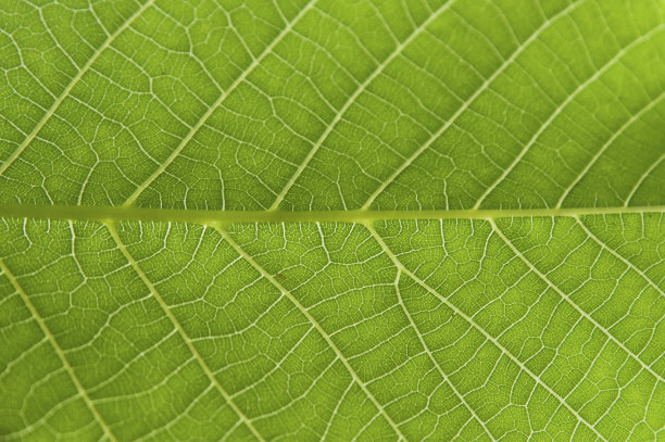 植物纹理