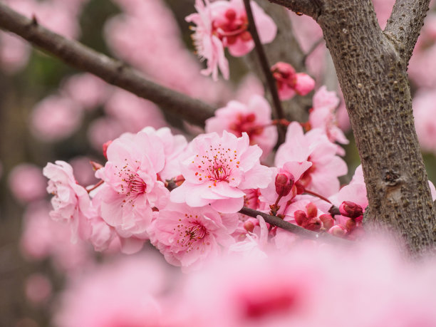 梅花树