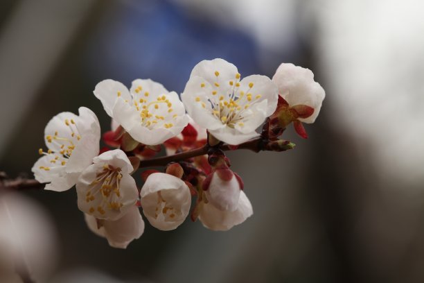 山花杏花