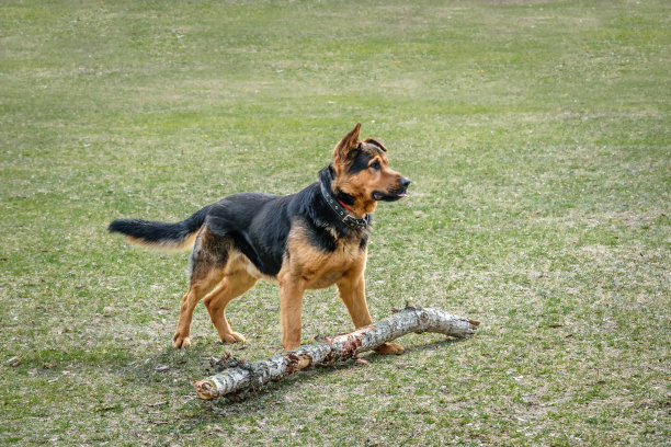 警犬训练