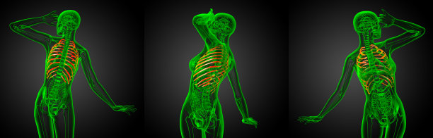 胸部,人类骨架,水平画幅