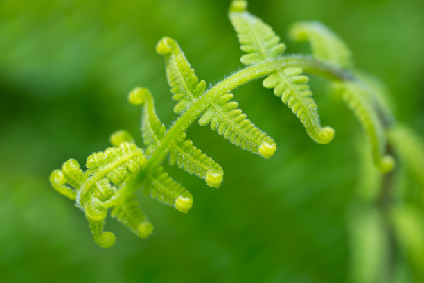 蕨类植物