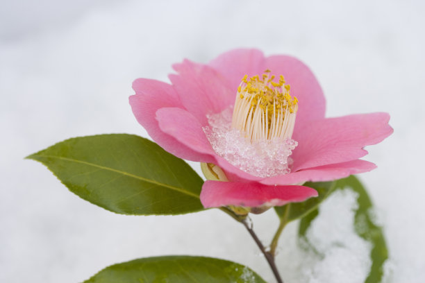 山茶花之小雪