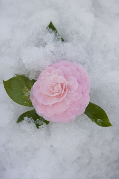 山茶花之小雪