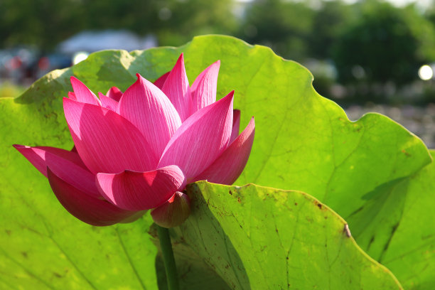 湖面水草