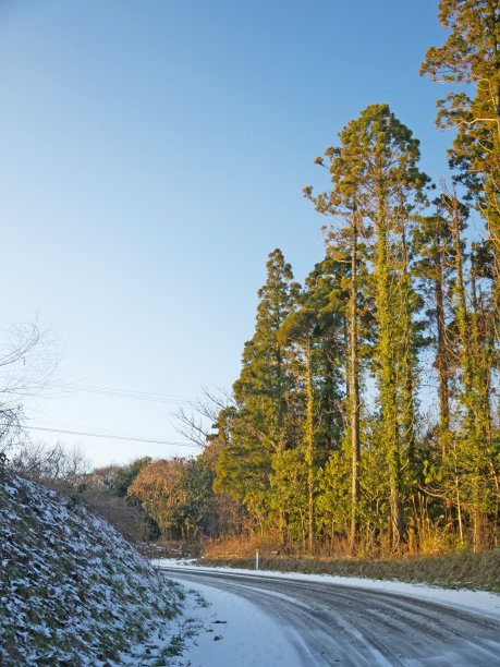 山茶花之小雪