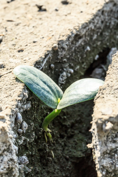 荒漠树根