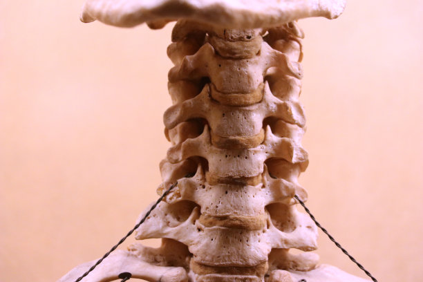 脊柱解剖图