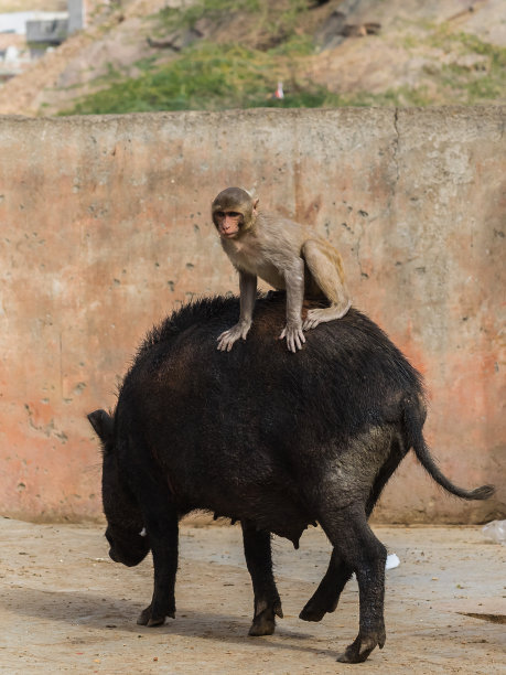 骑车的猴子